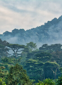 Regenwald im Morgennebel