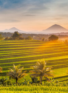 Reisterrassen auf Bali