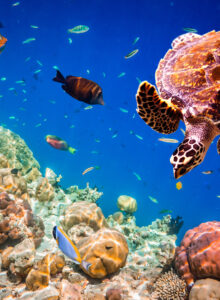 Malediven Meeresschildkröte