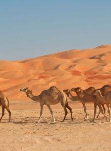 Kamele in der Rub al-Khali Wüste, Oman
