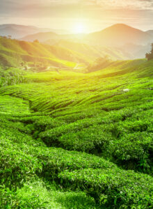 Eine Teeplantage in Sri Lanka bei Sonnenuntergang.