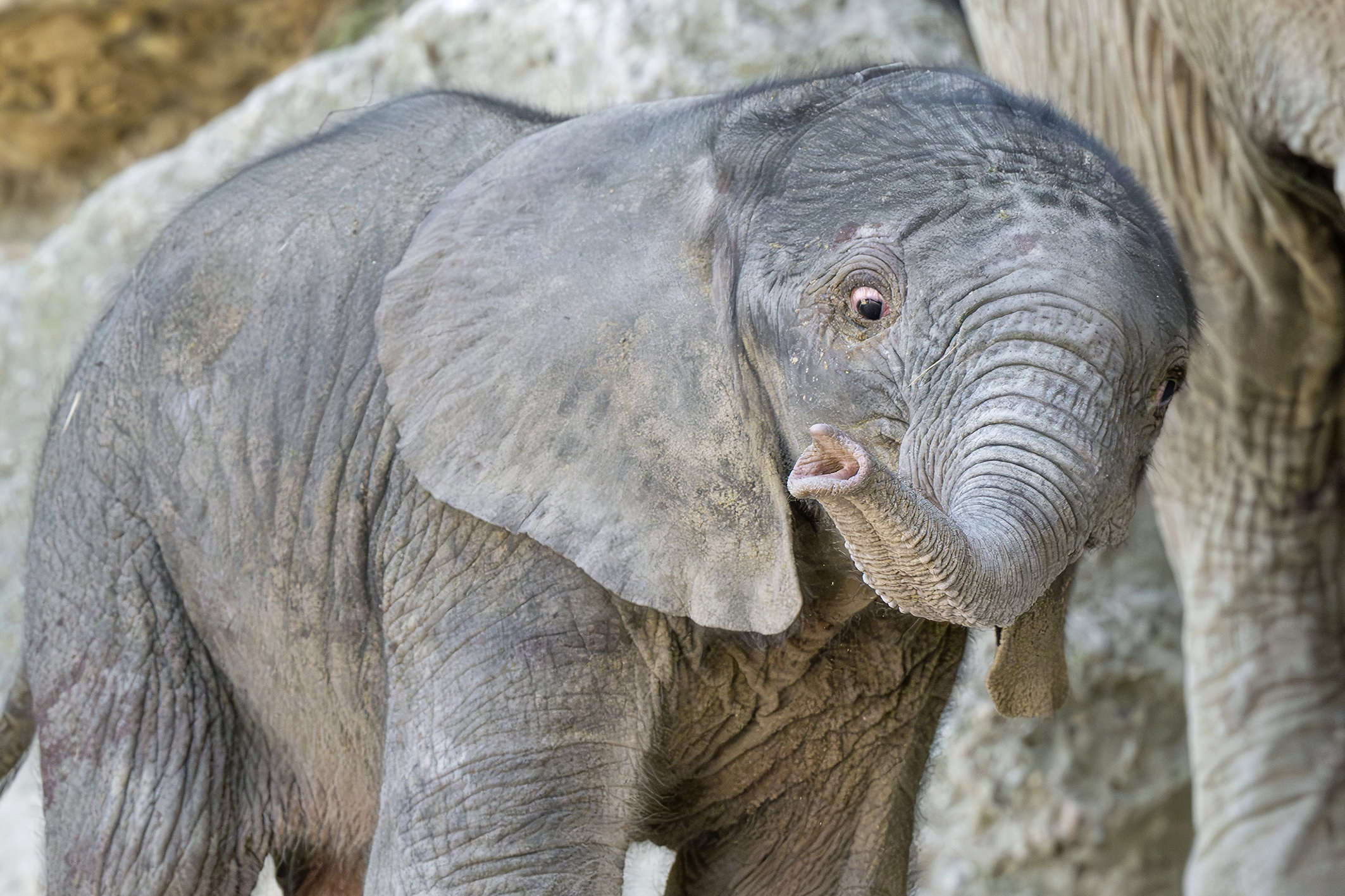 Tiergarten Schönbrunn freut sich über einen “Wonne-Brocken”
