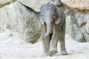 Das "Kleine " erkundet schon die große Welt © Daniel Zupanc