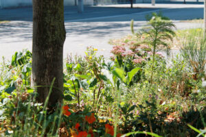 2000 Baumscheiben wurden wienweit begrünt. Tendenz steigend! © GB*