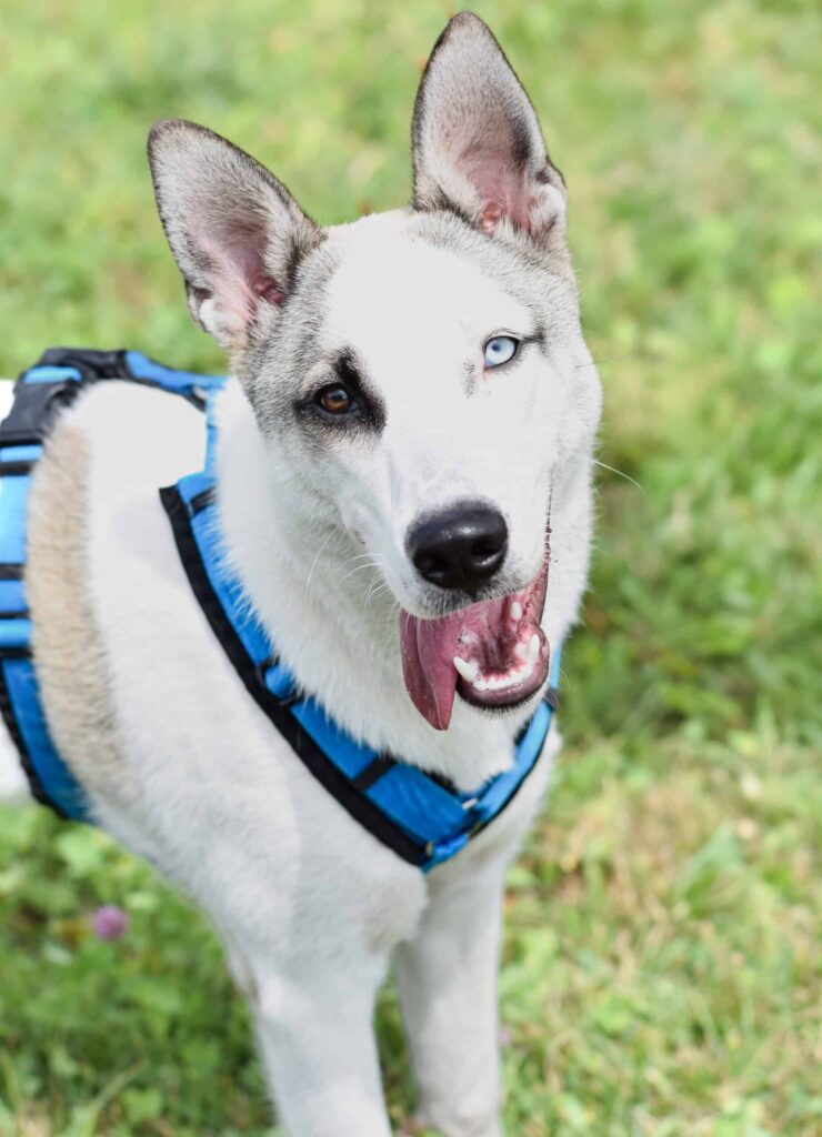 Hund Kilian aktuell im TierQuartier