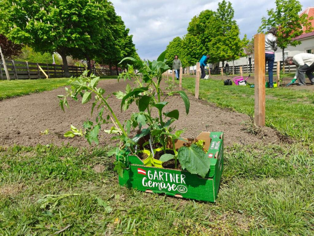 Vor dem Augarten haben sich die grünen Freiflächen in ertragreiche kleine Stadtgärten verwandelt. © ÖBG/Julian Sparrer