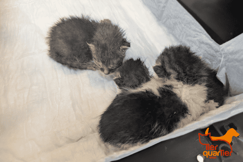 Traurige Sommer-Bilanz: Zahl der Fundtiere stark gestiegen