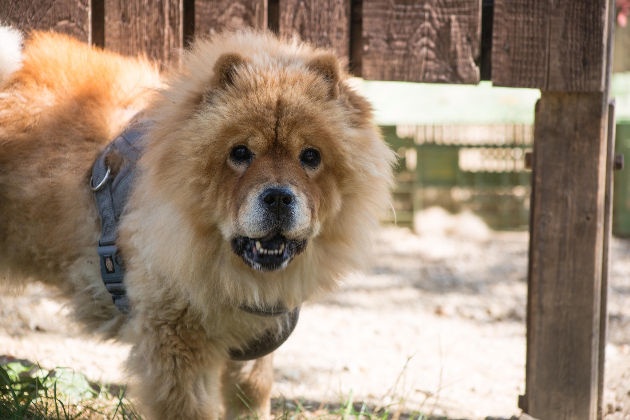 Notfellchen-Mittwoch: Bianca sucht ein neues Zuhause