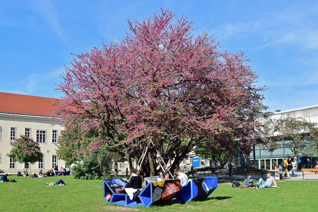 Campus der Universität Wien, Naturdenkmal 762 Judasbaum © Häferl/CC BY SA 4.0./commons.wikimedia.org