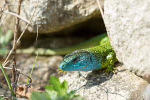 Mit etwas Glück entdeckt man eine Smaragdeidechse © M. Graf