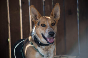 Notfellchen-Mittwoch: Floky sucht ein neues Zuhause