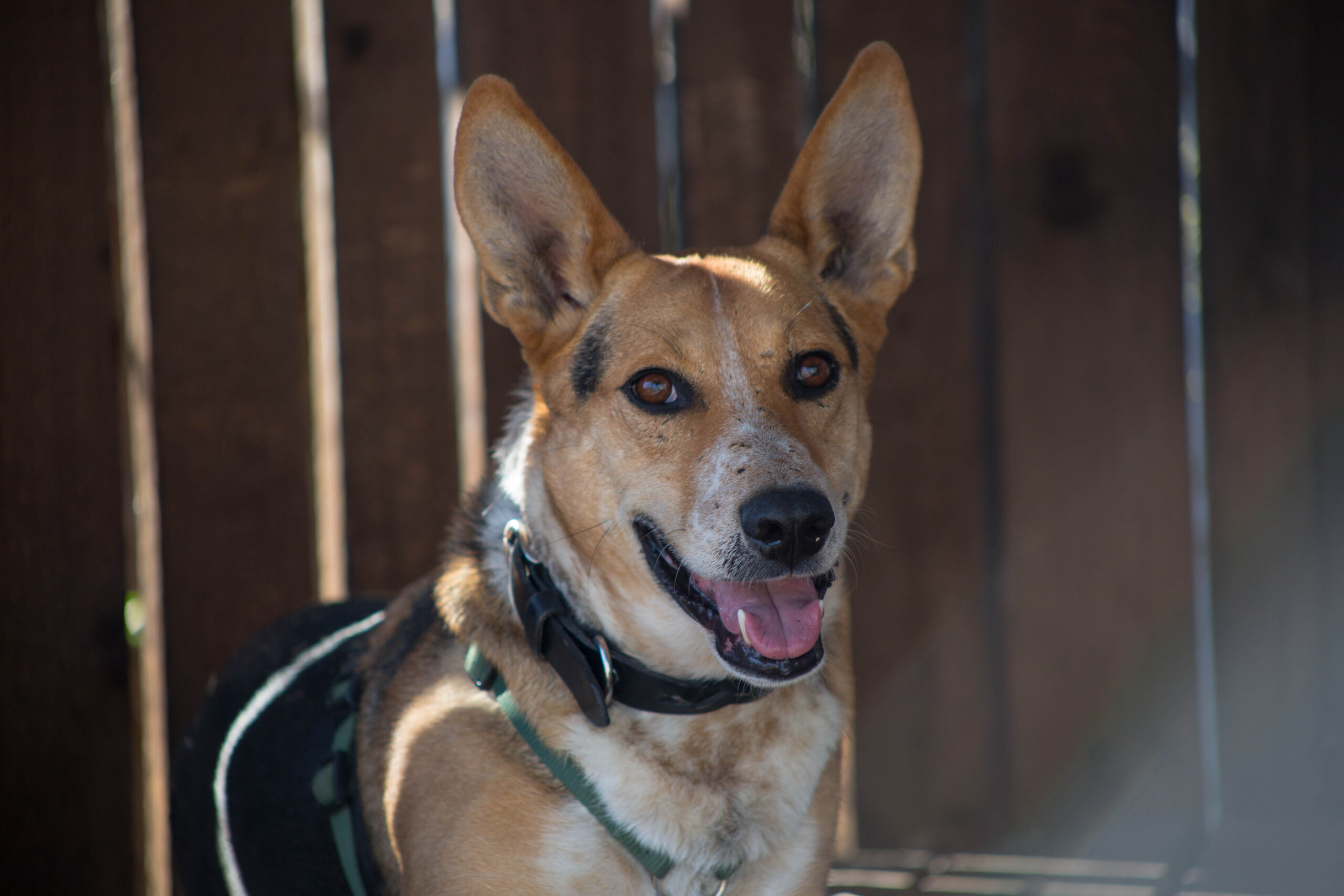 Notfellchen-Mittwoch: Floky sucht ein neues Zuhause