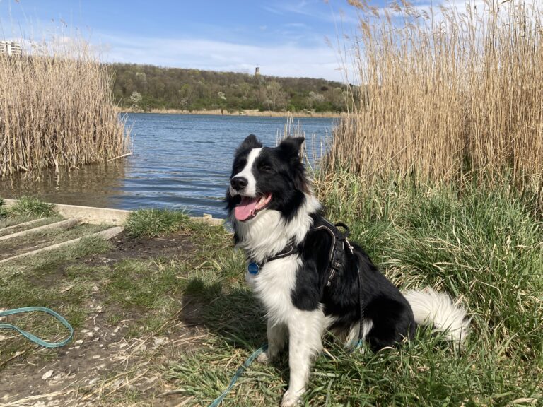 Der Wienerberg-Teich