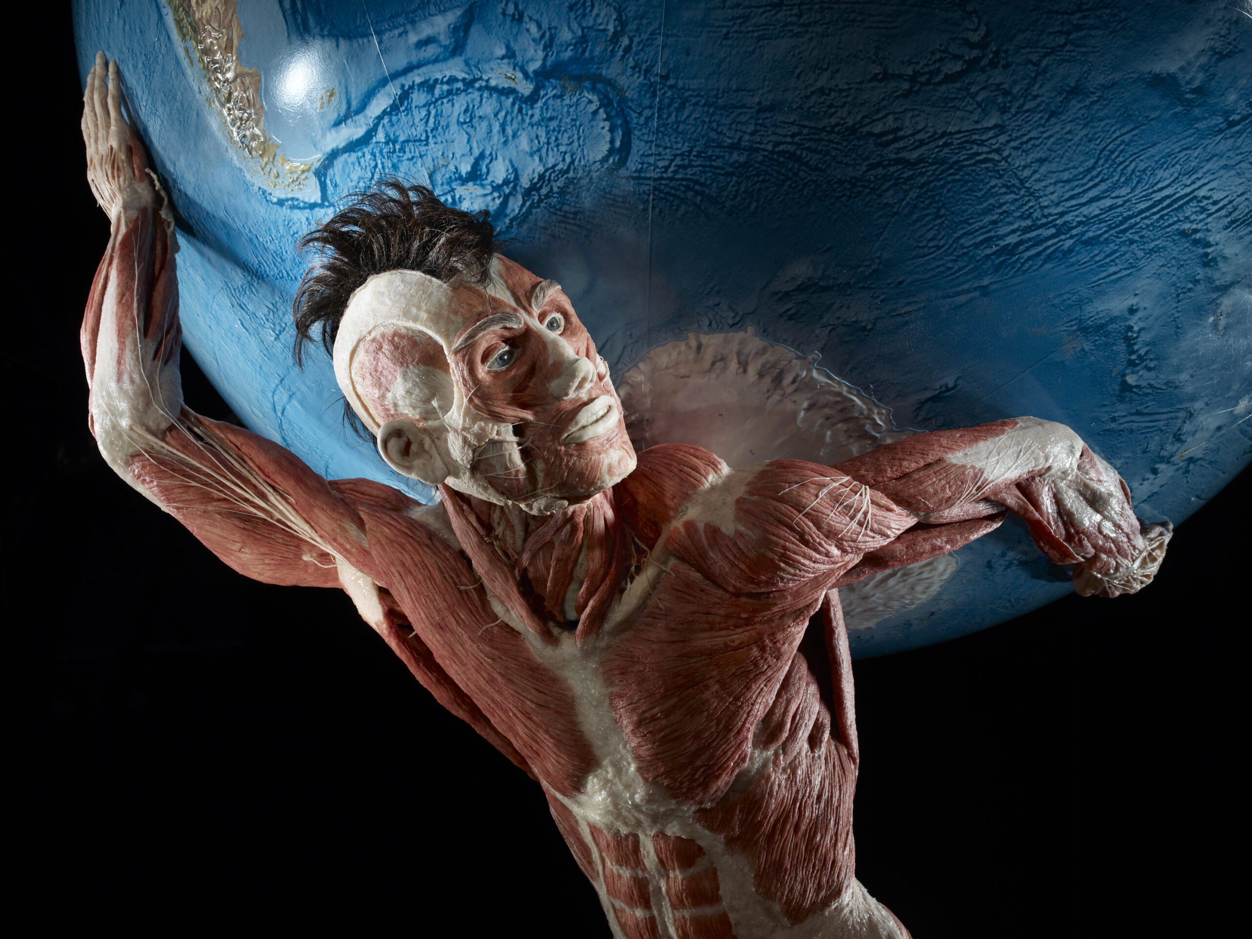 KÖRPERWELTEN: Spektakuläres in der Stadthalle