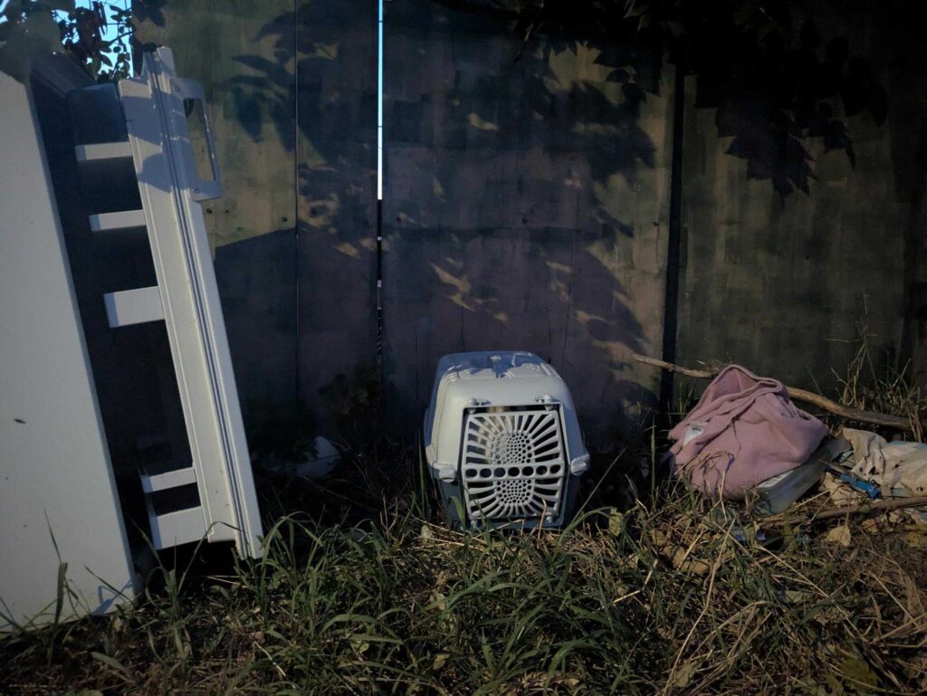 Katze in Transporter ausgesetzt