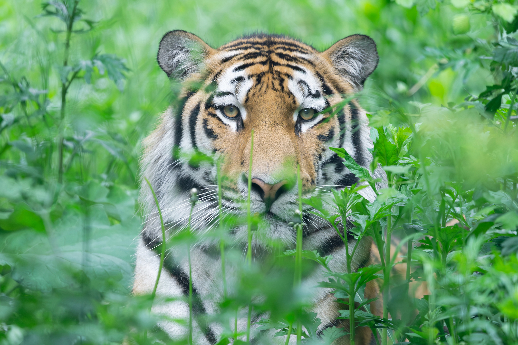 Schönbrunner Zoo: Zwei Tage im Dienste des Artenschutzes