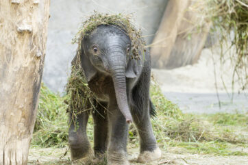 Tiergarten-Kalender: Kleiner Elefant kommt groß heraus