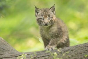 Auch beim eurasischen Luchs gab es Nachwuchs @ Daniel Zupanc