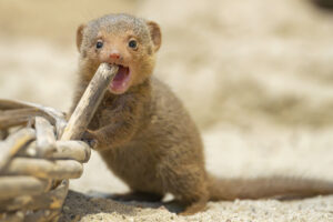 Für die kleinen Zwergmangusten gibt es viel zu entdecken © Daniel Zupanc