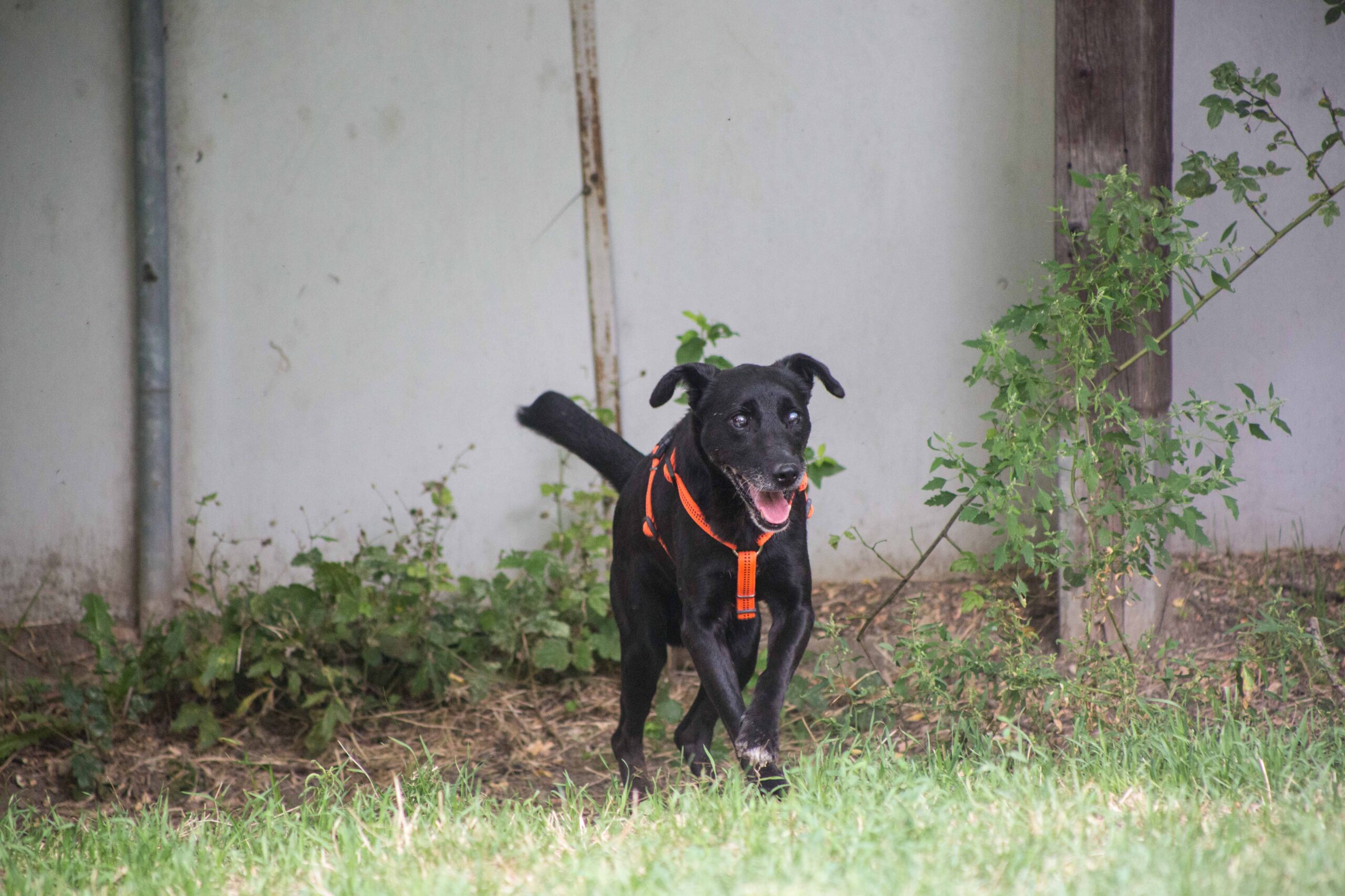 Notfellchen-Mittwoch: Prometheus sucht ein neues Zuhause