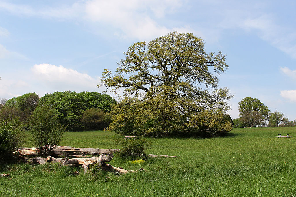 Steinhofgründe, Naturdenkmal 708 Zerreiche © Häferll/CC-BY-SA-3.0/creativecommons.org