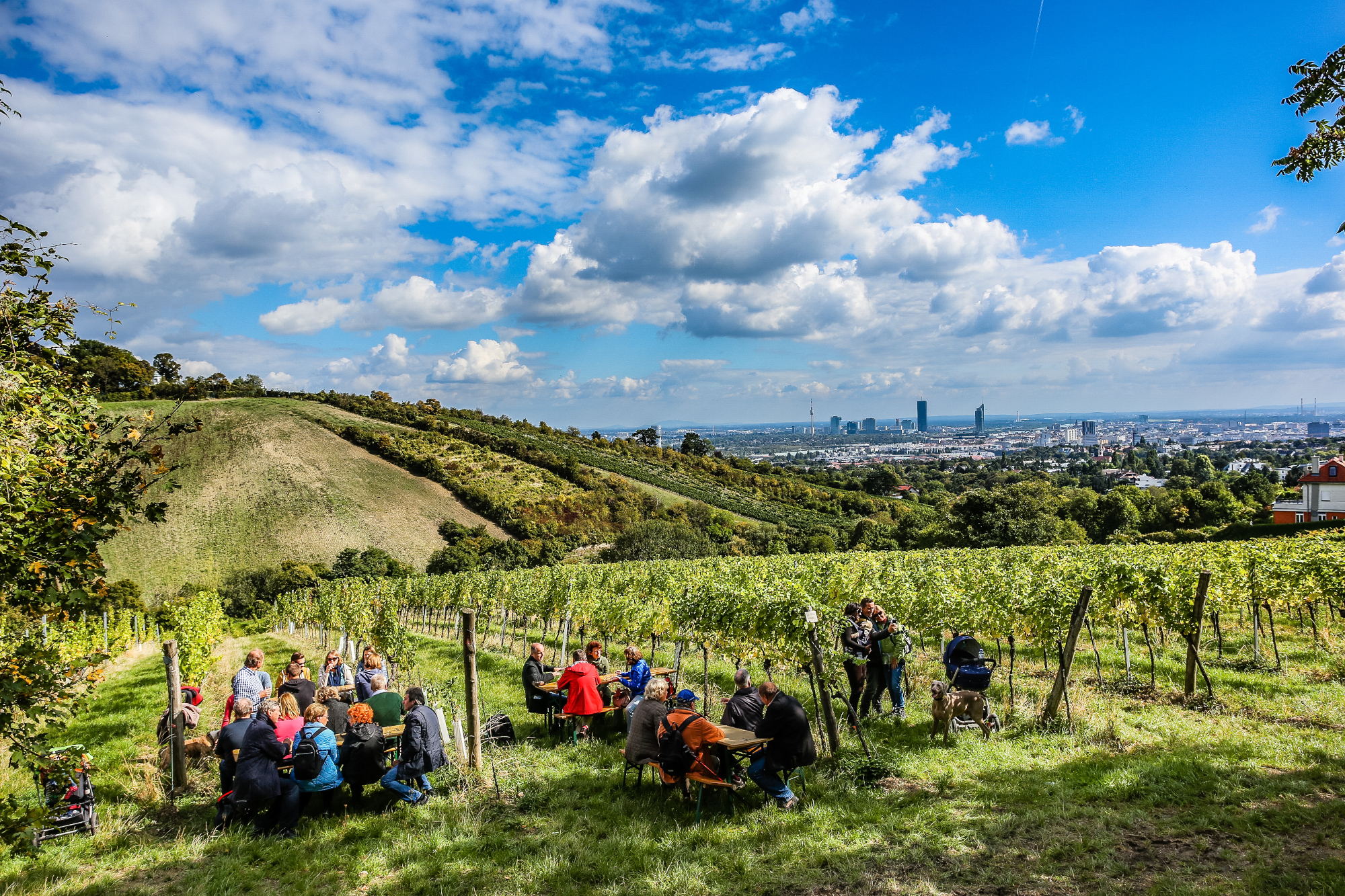 Nur bei uns in Wien liegt der Wein direkt am Wanderweg