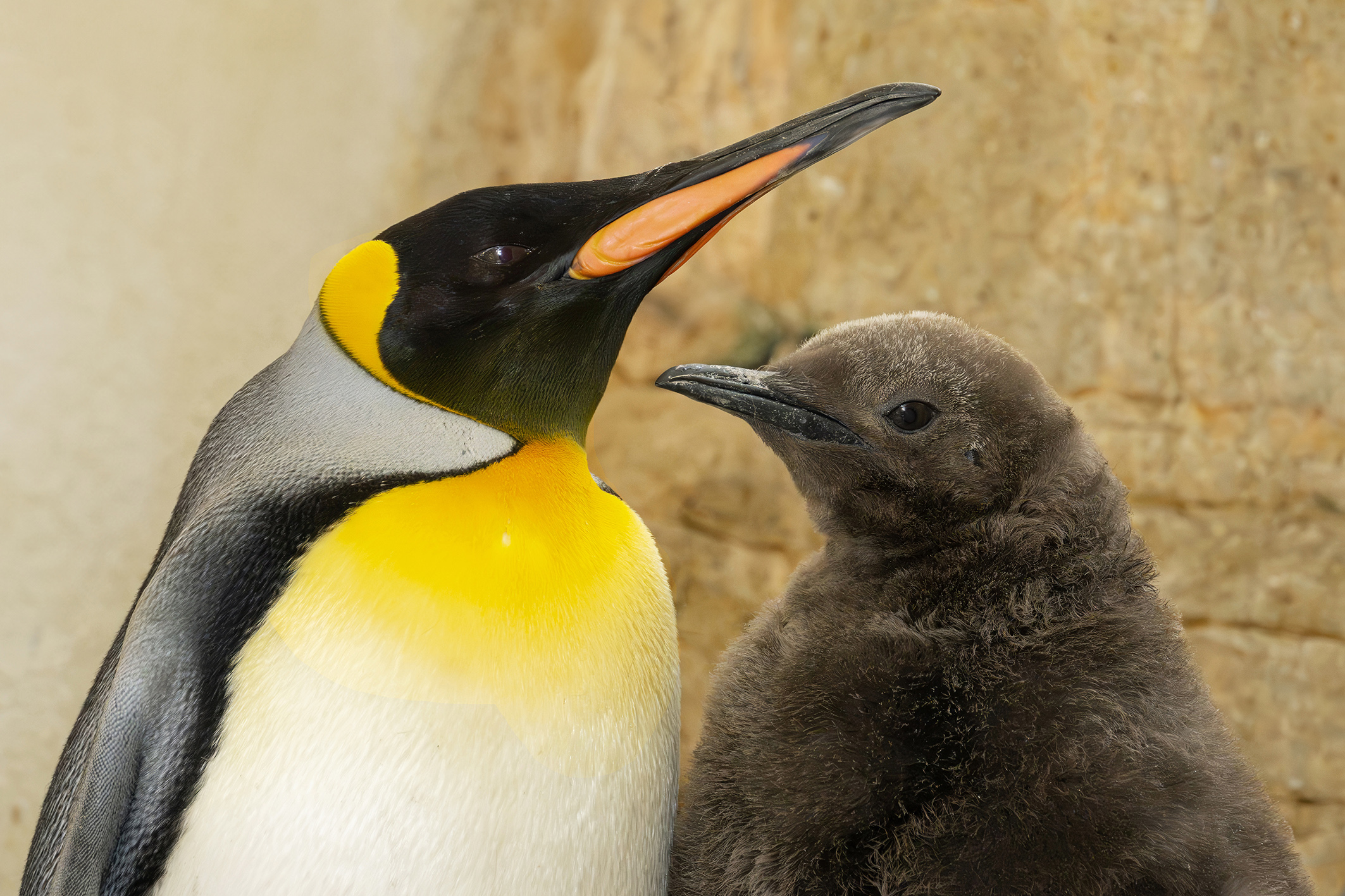 “Royaler” Nachwuchs begeistert im Tiergarten Schönbrunn