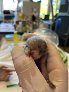 Tierschutz Austria startet neue Aktion zur Hunde-Adoption