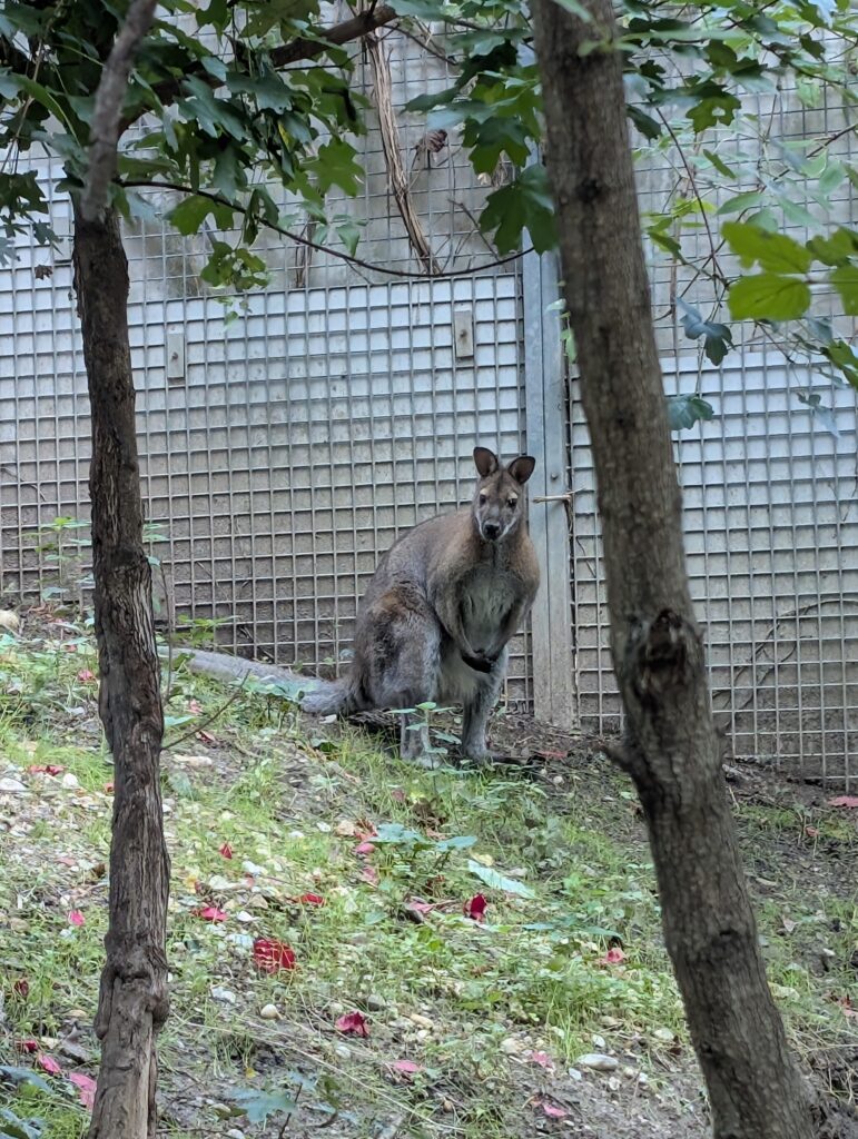 Wallaby