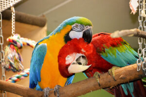 Schutzzentrum schließt: Zukunft von 200 Papageien ungewiss!