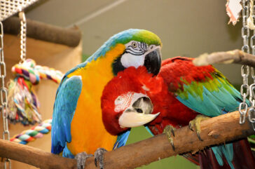 Schutzzentrum schließt: Zukunft von 200 Papageien ungewiss!