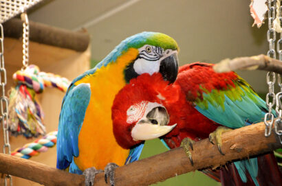 Schutzzentrum schließt: Zukunft von 200 Papageien ungewiss!