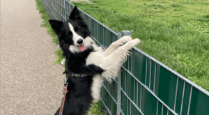 Lauf, Wauzi, lauf: Die schönsten Hundezonen in Wien