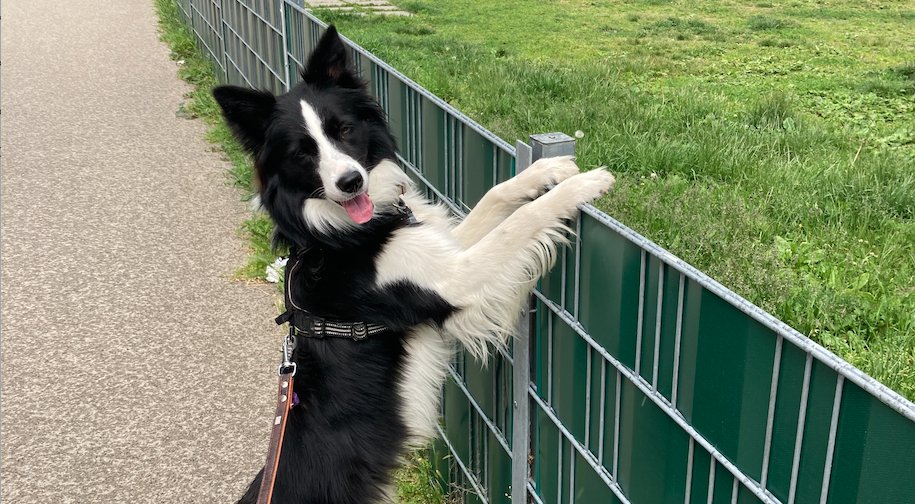 Lauf, Wauzi, lauf: Die schönsten Hundezonen in Wien