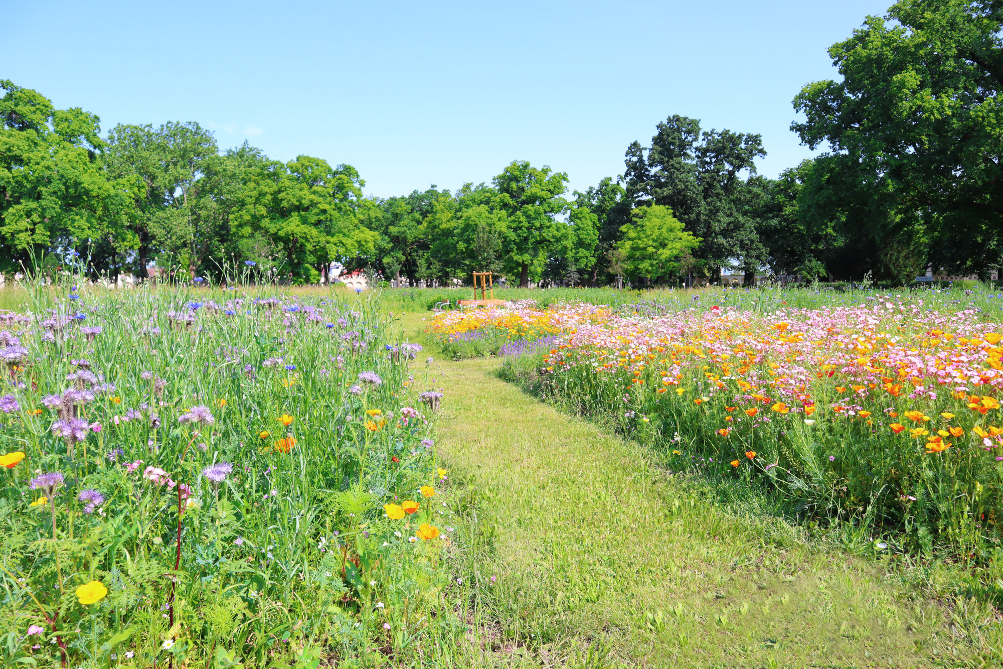 Blumenwiesen-Gräber: Wenn die Erinnerung aufblüht