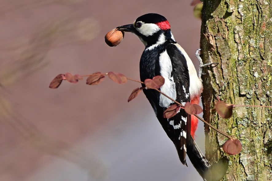 Buntspechte gibt es auf Friedhöfen oft zu sehen (Bild: Bernhard Rosenberger).