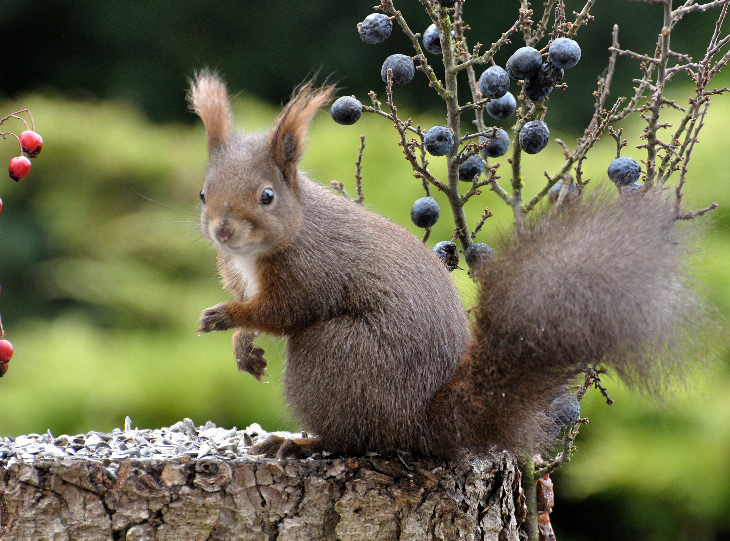 Buntspecht, Kauz & Co: Wildtiere mögen den Friedhof