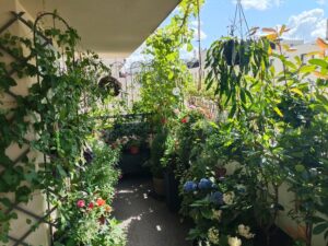 Dieser Balkon ist eine wahre Grünoase © privat