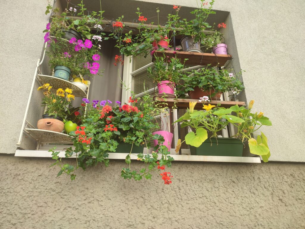 Liebevoll pflegt Claudia Wilke ihre Blumenkisterl © privat