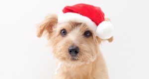 Jingle BELL: In Mauer wartet der Weihnachtsmarkt für Hunde