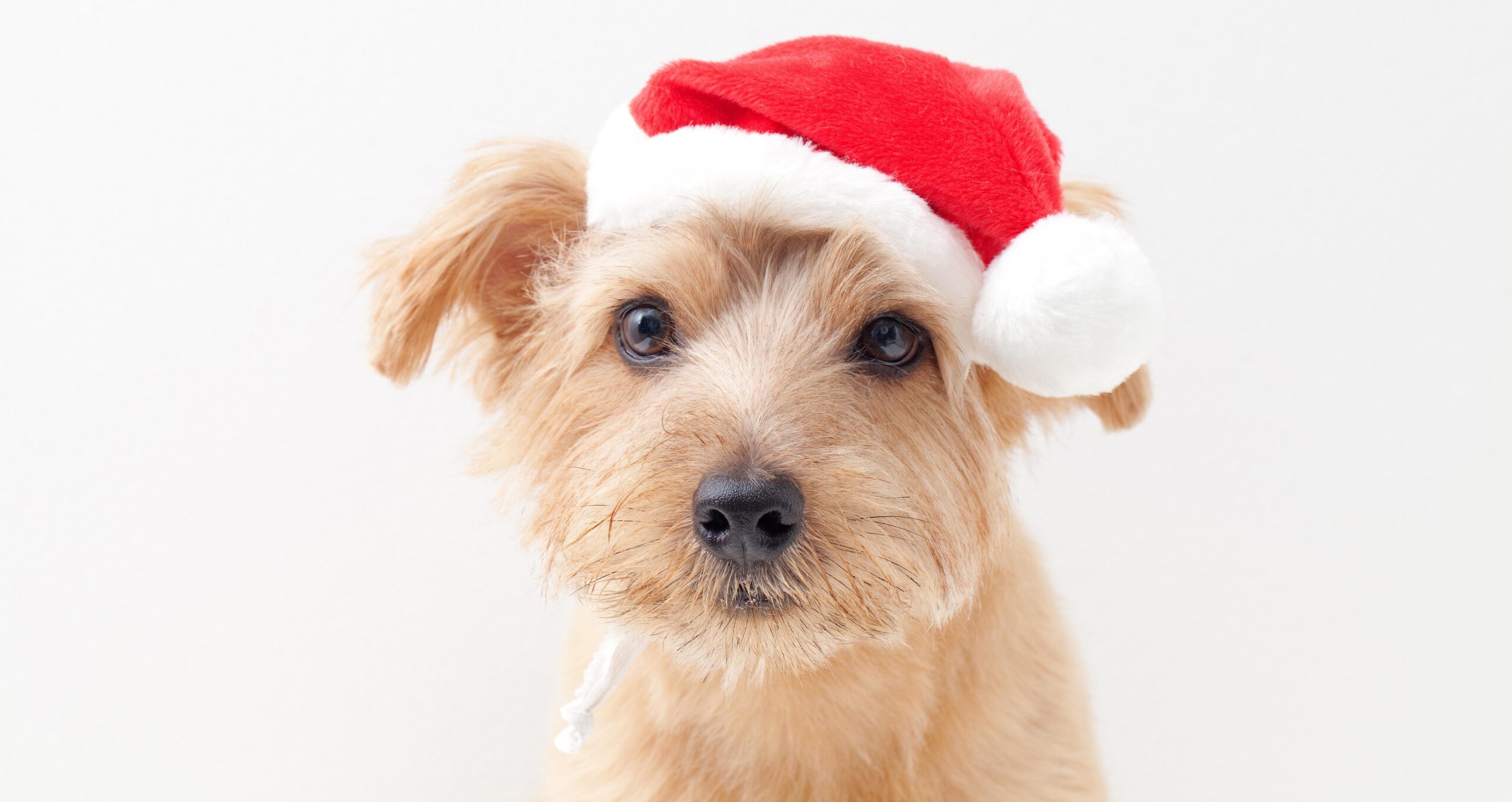 Jingle BELL: In Mauer wartet der Weihnachtsmarkt für Hunde