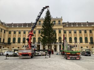 Vorfreude: Im Ehrenhof steht prächtige Weihnachtsfichte
