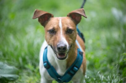 Notfellchen-Mittwoch: Jack sucht ein neues Zuhause