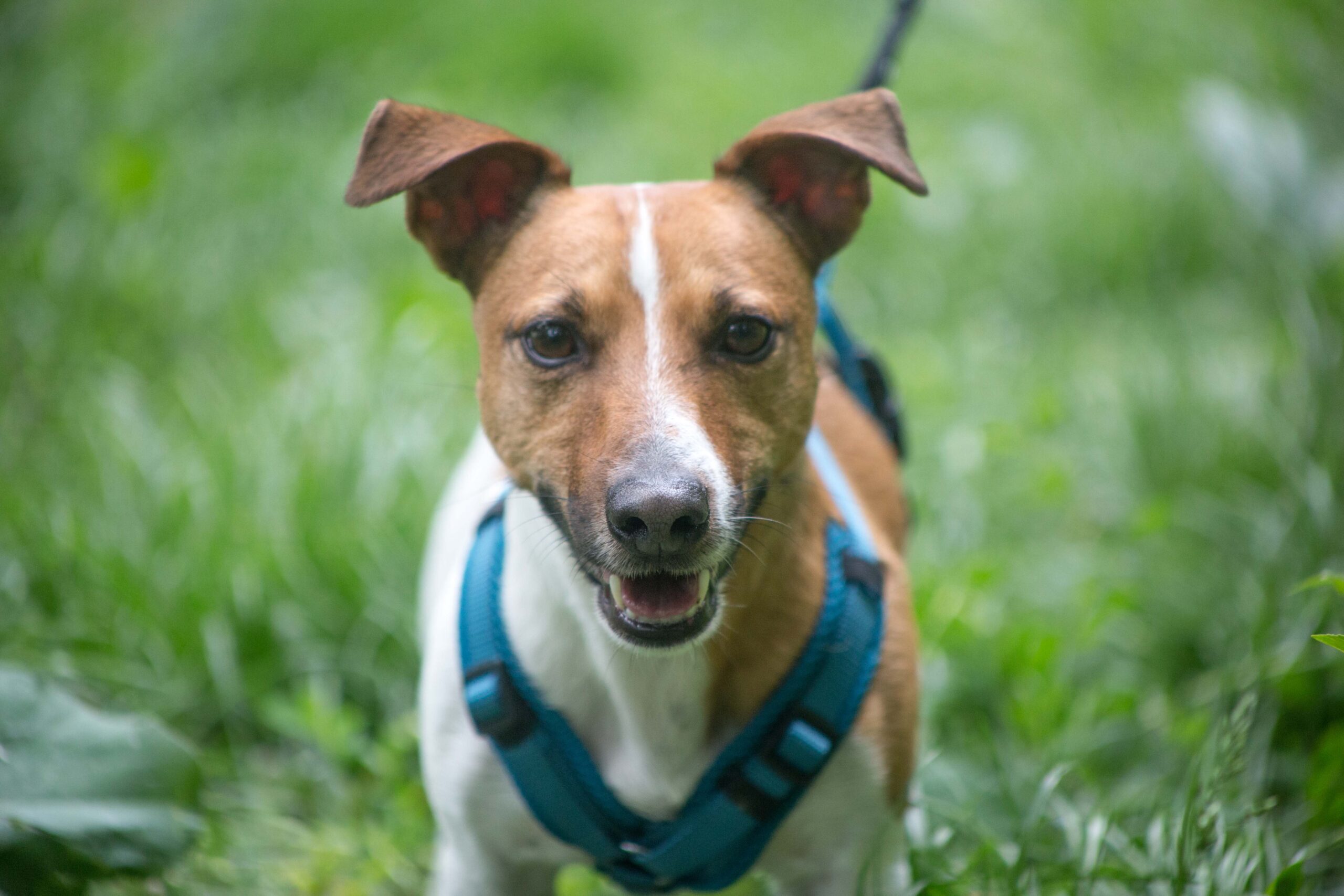 Notfellchen-Mittwoch: Jack sucht ein neues Zuhause