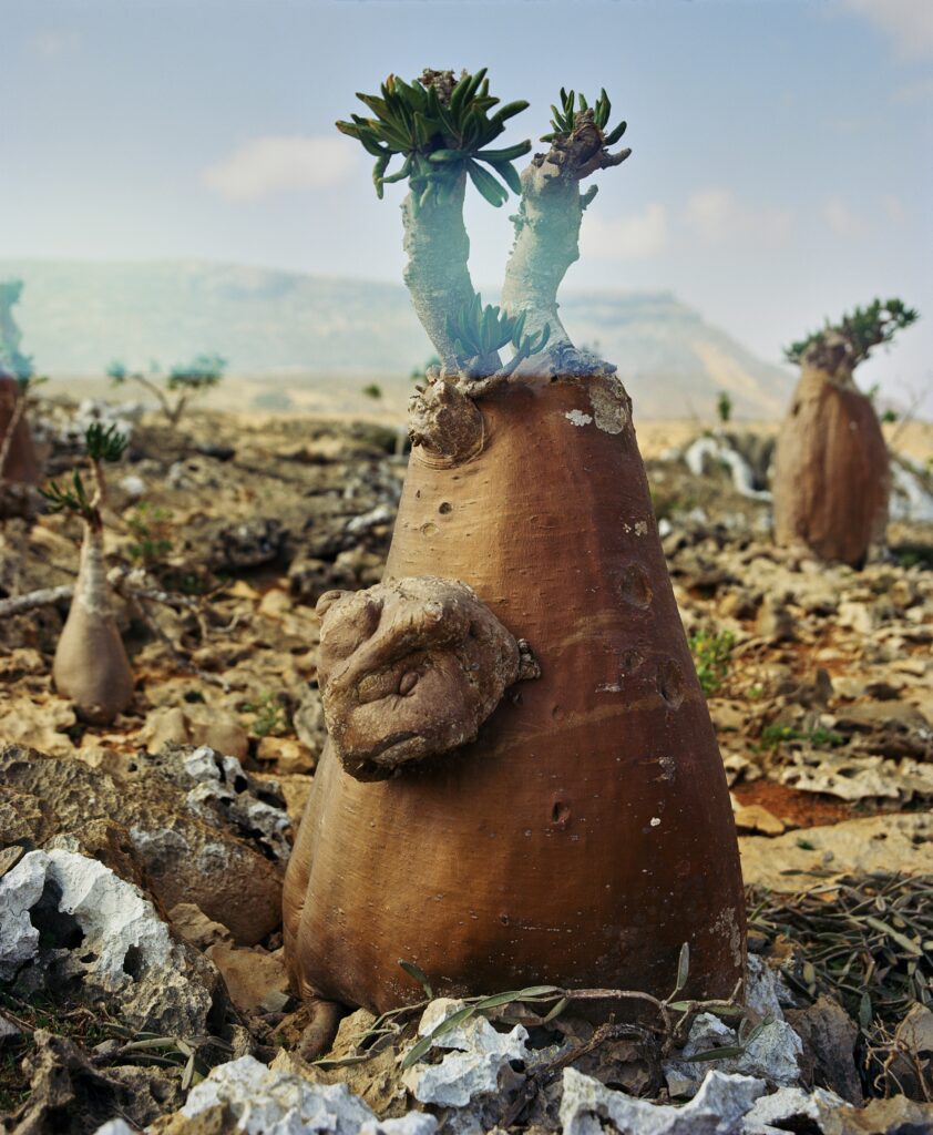 Kalev Erickson, Where the Wild Things Grow (Wo die wilden Dinge wachsen), 2018-2024, Inkjet-Druck © Kalev Erikson