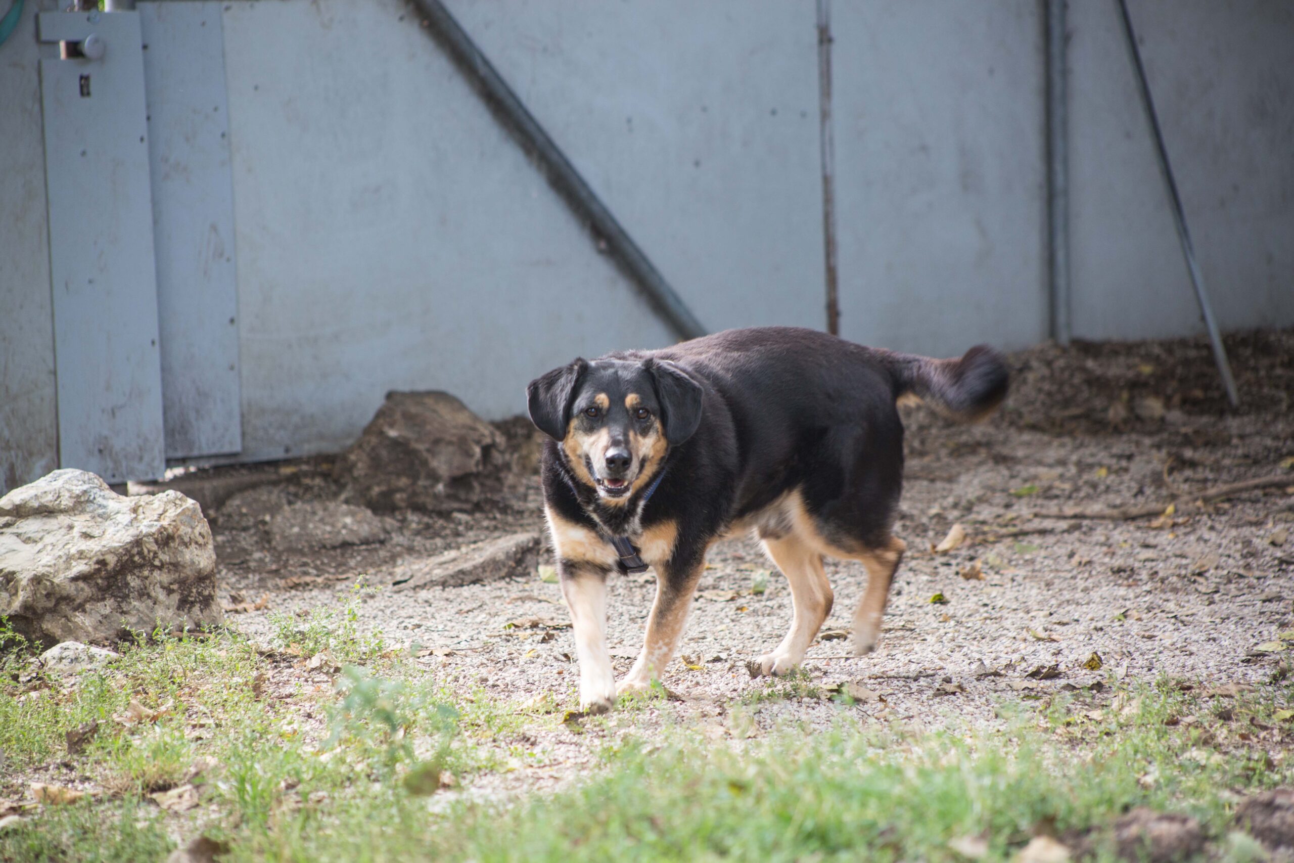 Notfellchen-Mittwoch: Lordi sucht ein neues Zuhause