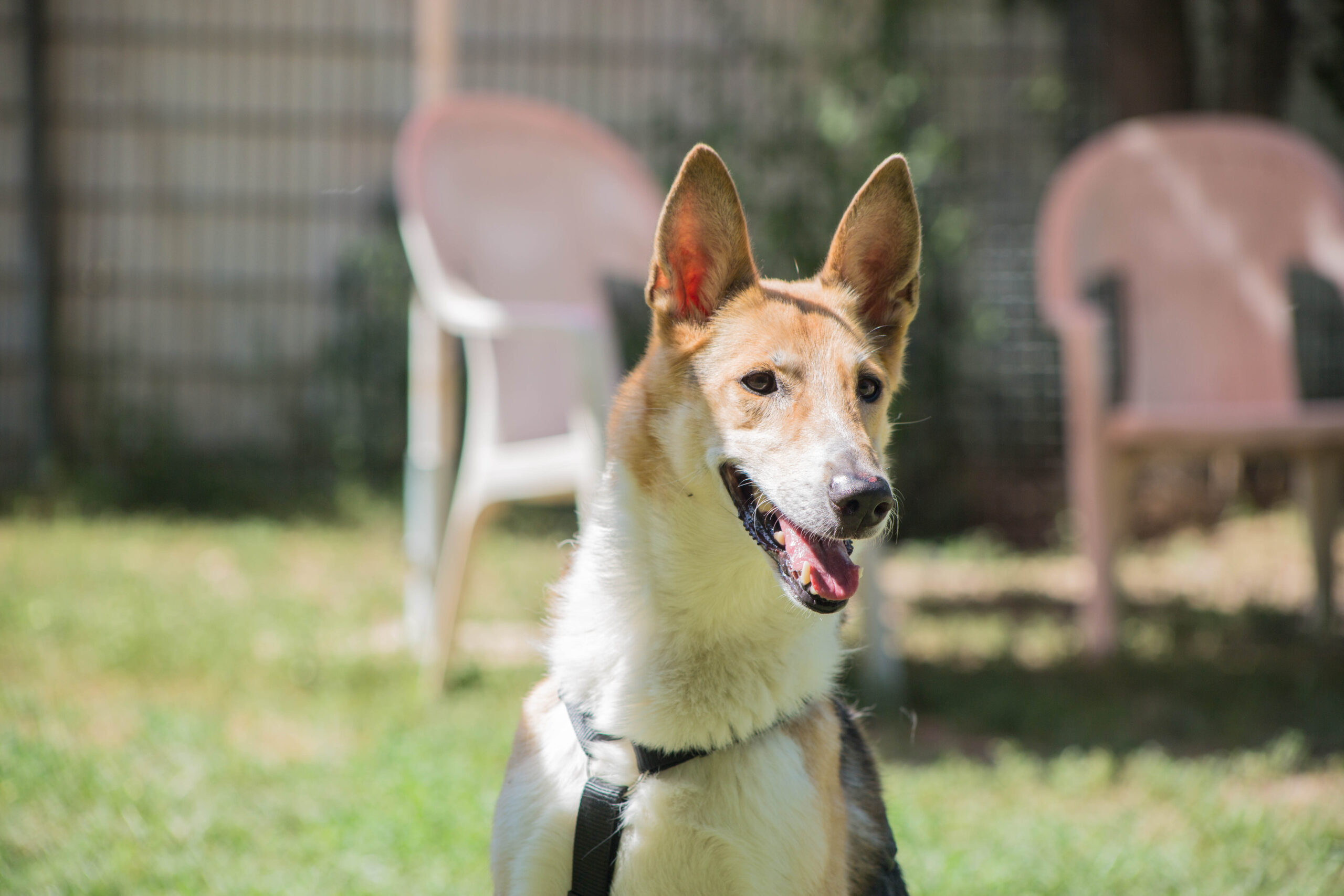 Notfellchen-Mittwoch: Lusi sucht ein neues Zuhause