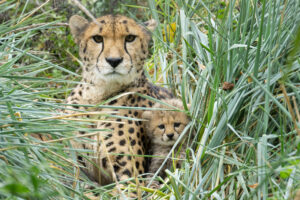 Die Mutter hat stets ein Auge auf ihre Kleinen © Daniel Zupanc