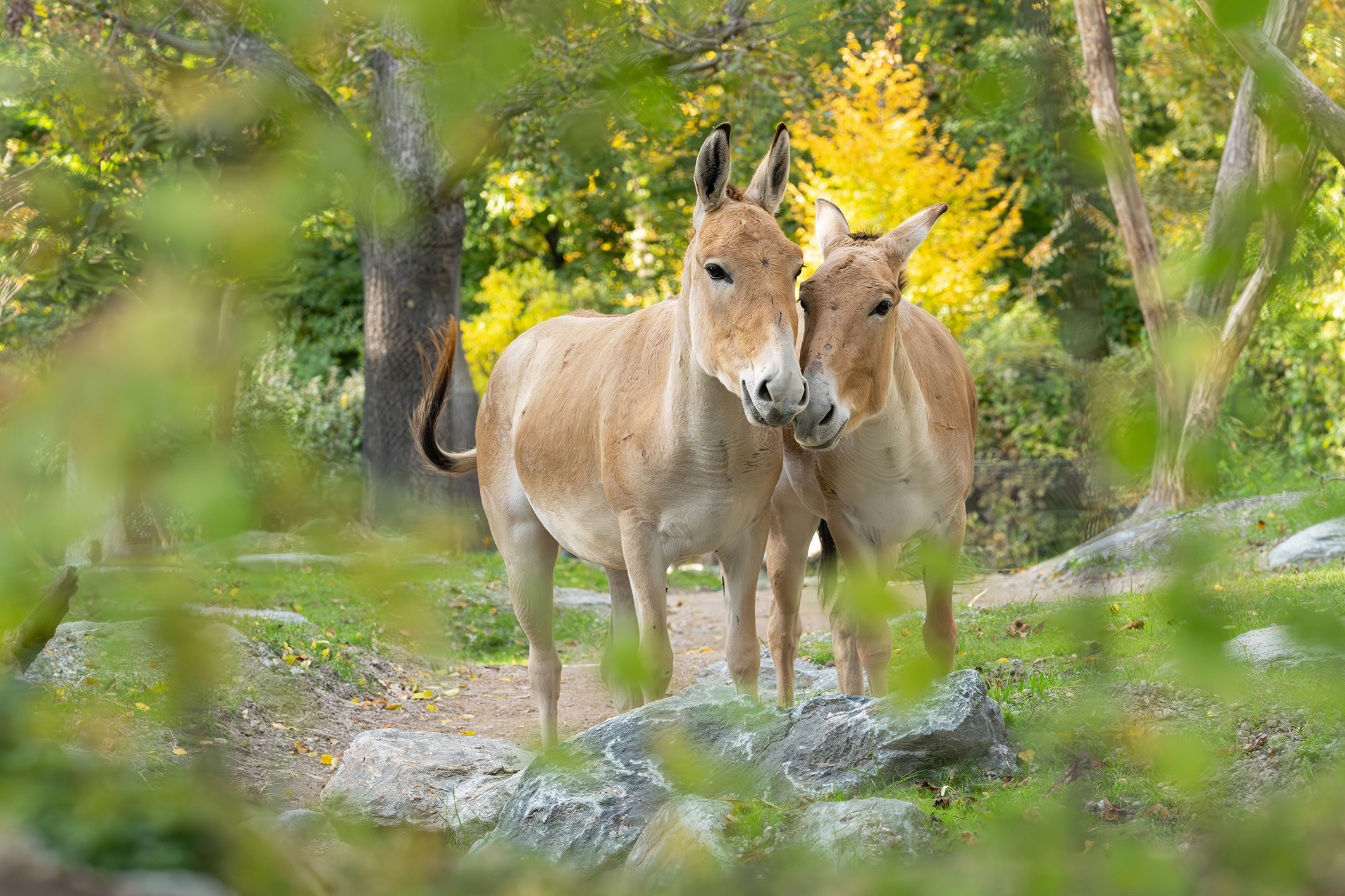 Premiere im Tiergarten. Ein Wildesel kommt selten allein