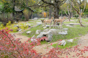 Onager kommen mit unserem Klima bestens zurecht. © Daniel Zupanc